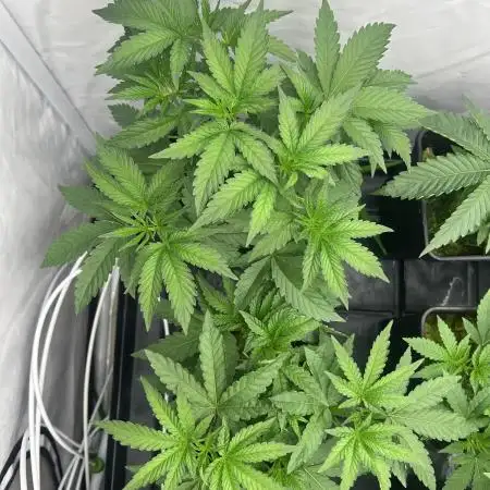 LH2P - perfect tree seeds