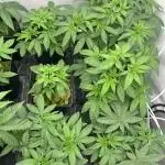 Coconut cream - perfect tree seeds