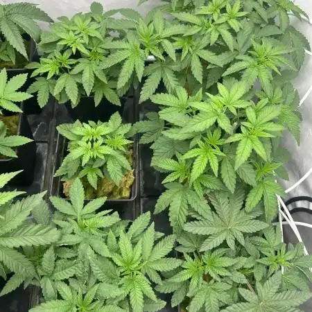 Coconut cream - perfect tree seeds