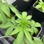 LH2P - perfect tree seeds