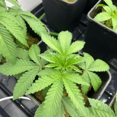 LH2P - perfect tree seeds