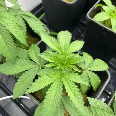 LH2P - perfect tree seeds
