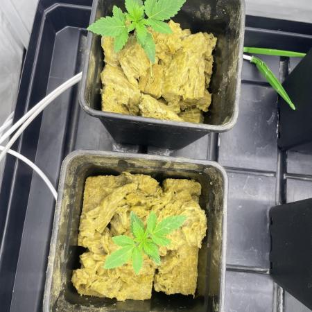 LH2P - perfect tree seeds