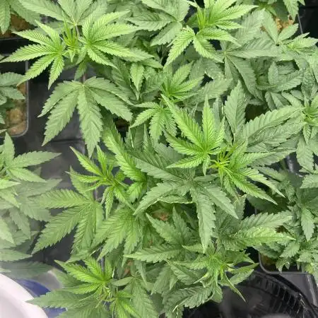Rainbow triangle - perfect tree seeds
