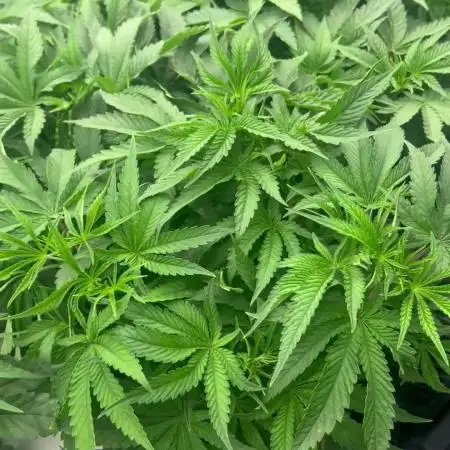 Coconut cream - perfect tree seeds