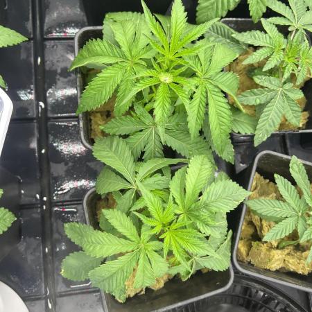 Rainbow triangle - perfect tree seeds