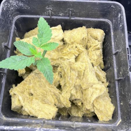 Coconut cream - perfect tree seeds