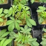 Coconut cream - perfect tree seeds