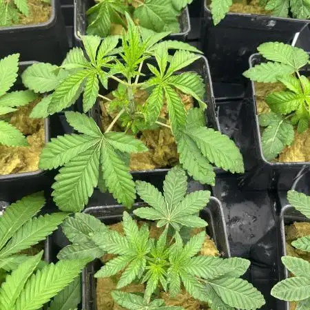 Coconut cream - perfect tree seeds