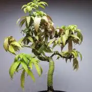 Tropical Spritzer 1 /FC-E4800 /90x60x140