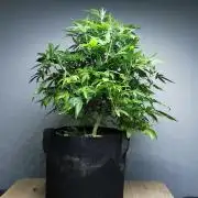 Frappe Late Z 1 / FC-E4800 / 90x60x140