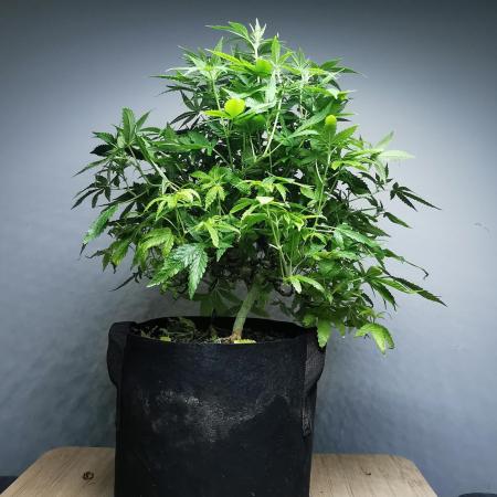 Frappe Late Z  1 / FC-E4800 / 90x60x140