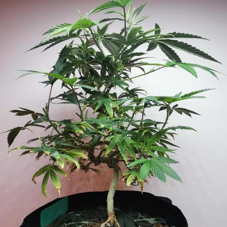 Frappe Late Z  1 / FC-E4800 / 90x60x140