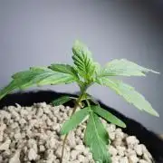 Big Demon auto / FC-E4800 / 90x60x140