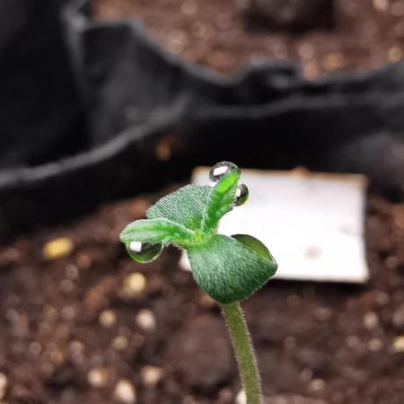 Big Demon auto / FC-E4800 / 90x60x140