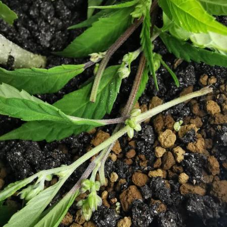 Swag MDC #6 - Out 2025 - Bonsaï style