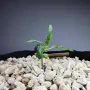 Apple Betty auto / FC-E4800 / 90x60x140