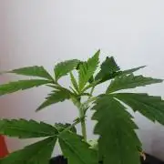 Moon Rock auto / 90x60x140 / FC-E4800