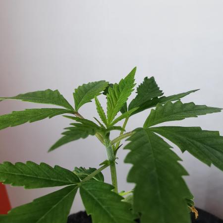 Moon Rock auto / 90x60x140 / FC-E4800