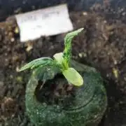 Apple Betty auto / FC-E4800 / 90x60x140