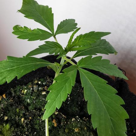 Devil XL auto / FC-E4800 / 90x60x140