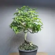Tropical Spritzer 1 /FC-E4800 /90x60x140