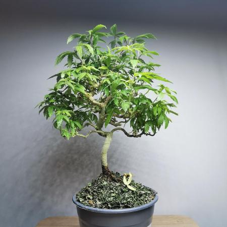 Tropical Spritzer 1 /FC-E4800 /90x60x140