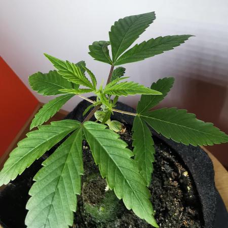 Fractal auto / FC-E4800 / 90x60x140