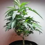 Frappe Late Z  2 / FC-E4800 / 90x60x140