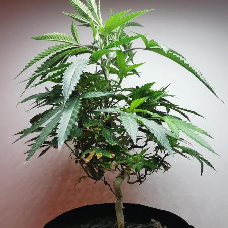 Frappe Late Z  2 / FC-E4800 / 90x60x140