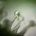 Swag MDC #3