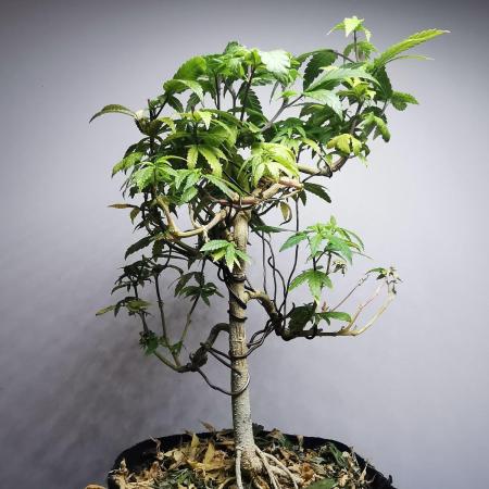 Frappe Late Z  3 / FC-E4800 /90x60x140
