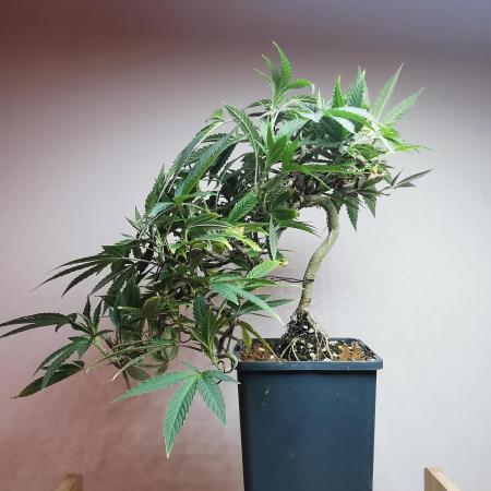 Meteor Marker 1 / FC-E4800 / 90x60x140