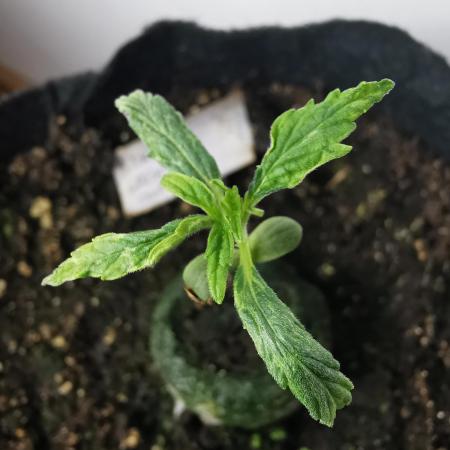 Northern Light auto/ FC-E4800/ 90x60x140