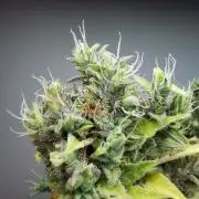 Northern Light auto/ FC-E4800/ 90x60x140