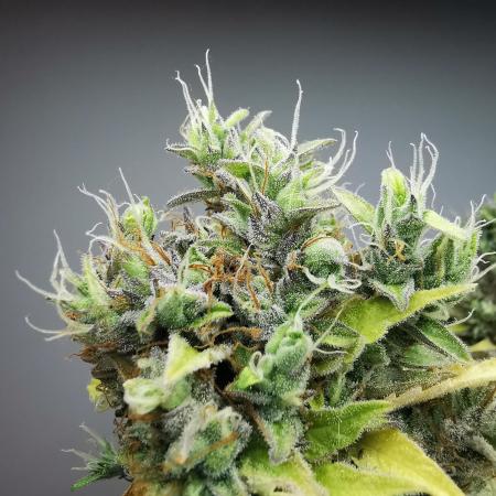Northern Light auto/ FC-E4800/ 90x60x140