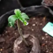 Mafia Skunk turbo / FC-E4800 / 90x60x140