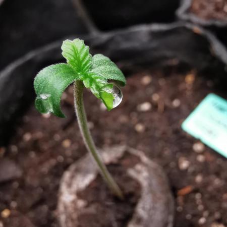 Mafia Skunk turbo / FC-E4800 / 90x60x140