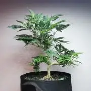 Frappe Late Z  4 / FC-E4800 / 90x60x140