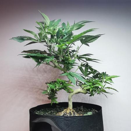 Frappe Late Z  4 / FC-E4800 / 90x60x140
