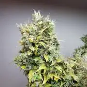 Northern Light auto/ FC-E4800/ 90x60x140
