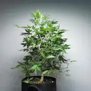 Frappe Late Z  4 / FC-E4800 / 90x60x140