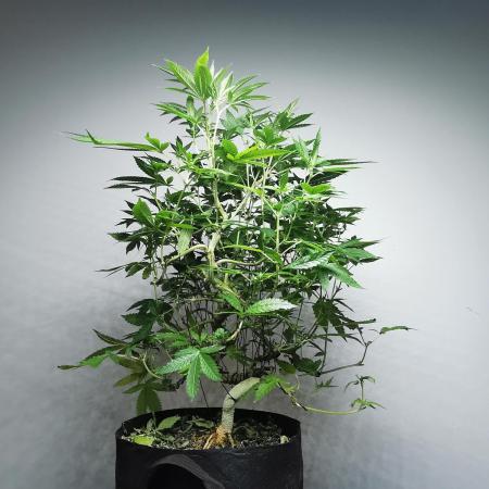 Frappe Late Z  4 / FC-E4800 / 90x60x140
