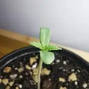 Frappe Late Z  2 / FC-E4800 / 90x60x140