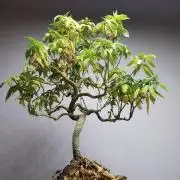 Tropical Spritzer 1 /FC-E4800 /90x60x140