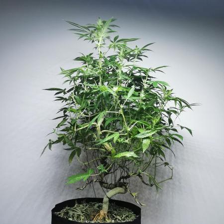 Frappe Late Z  4 / FC-E4800 / 90x60x140