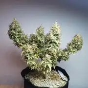 Devil XL auto / FC-E4800 / 90x60x140