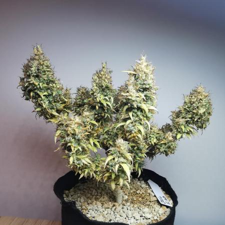 Devil XL auto / FC-E4800 / 90x60x140