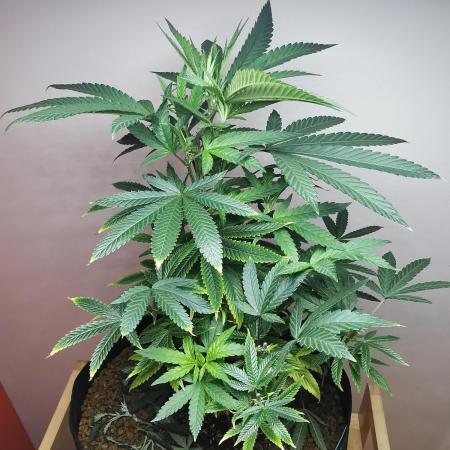 Frappe Late Z  4 / FC-E4800 / 90x60x140