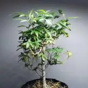 Frappe Late Z  3 / FC-E4800 /90x60x140